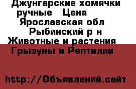 Джунгарские хомячки ручные › Цена ­ 100 - Ярославская обл., Рыбинский р-н Животные и растения » Грызуны и Рептилии   